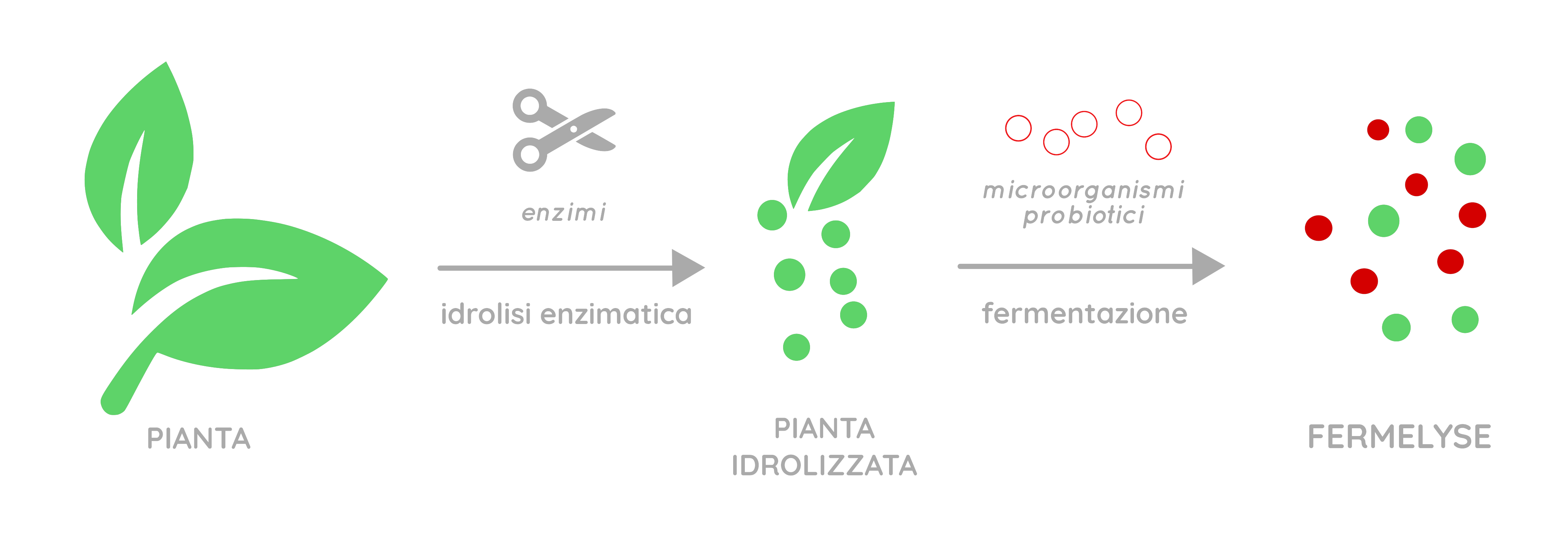 schema-Fermelyse-it_1.png