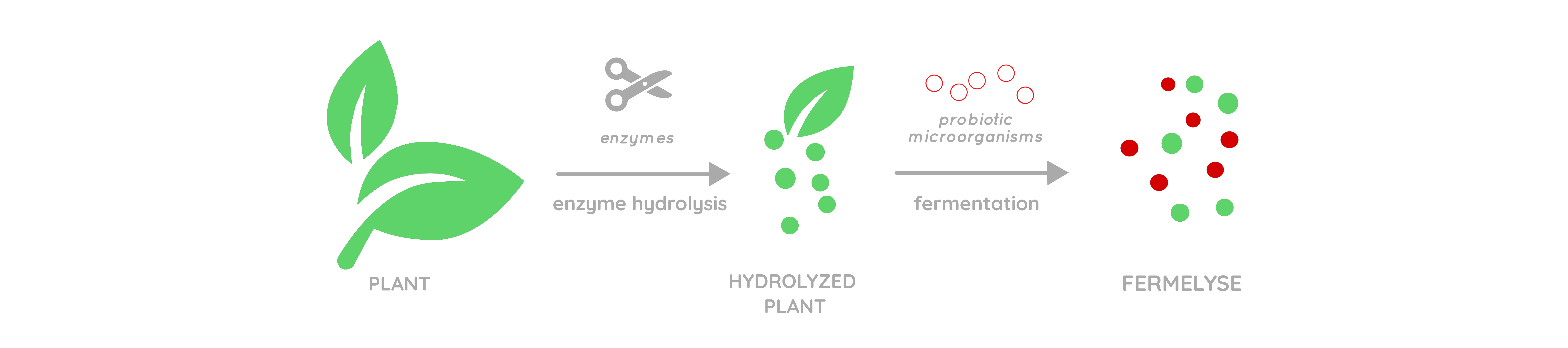 schema-Fermelyse.png