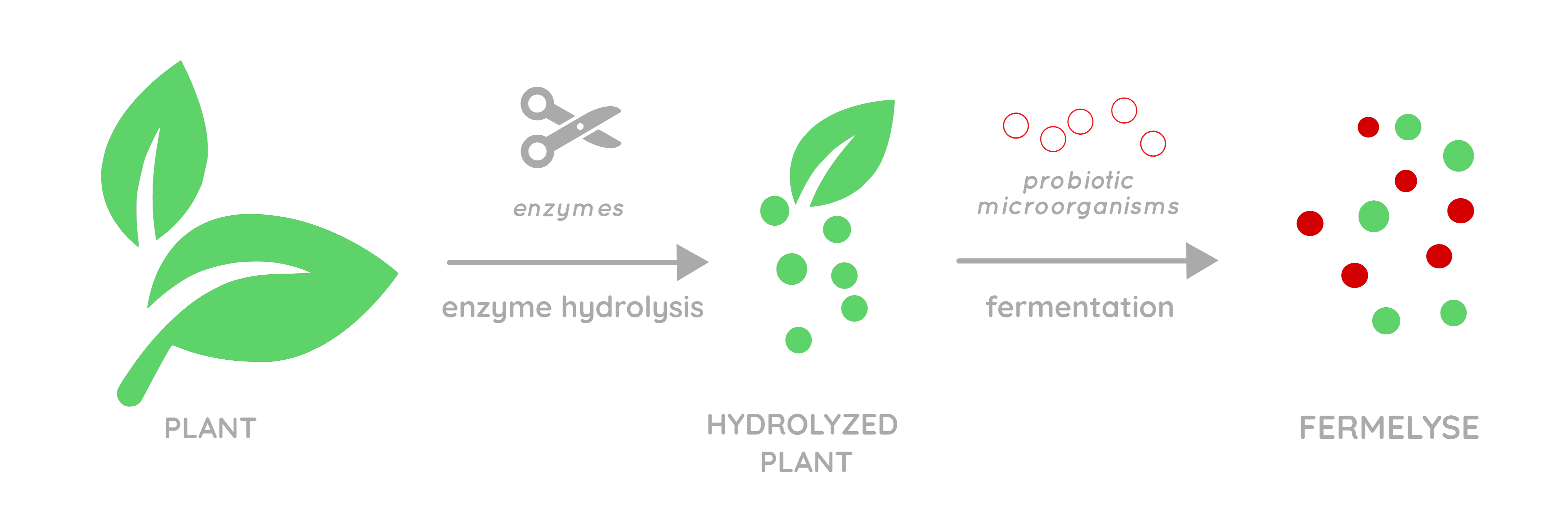 schema-Fermelyse_en.png